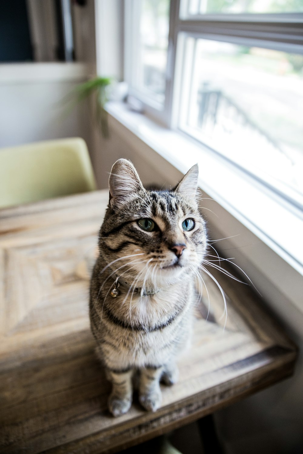 pet cat sitting on tabl