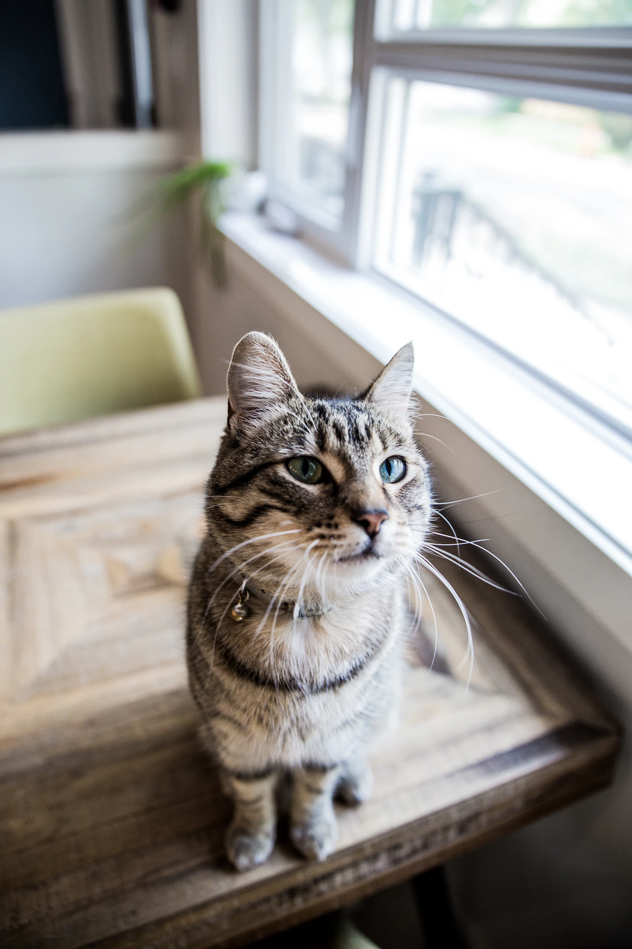 ライフスタイル別の記事「子育て家庭で猫と暮らすメリット・注意点」のアイキャッチ画像