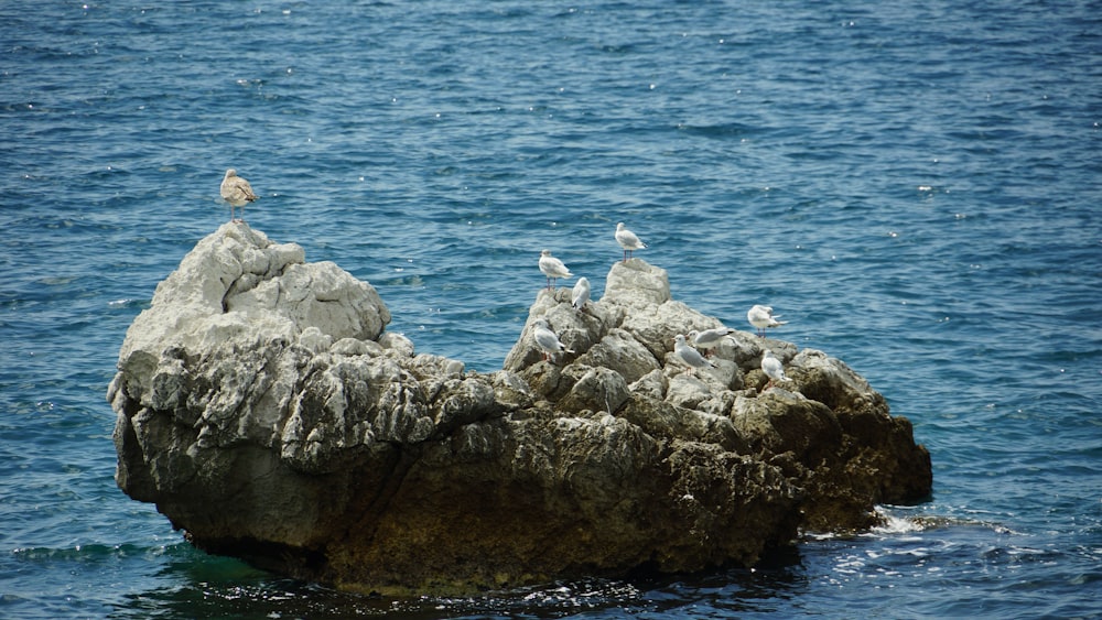 flock of birds on rock