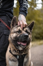 person touching dog's head
