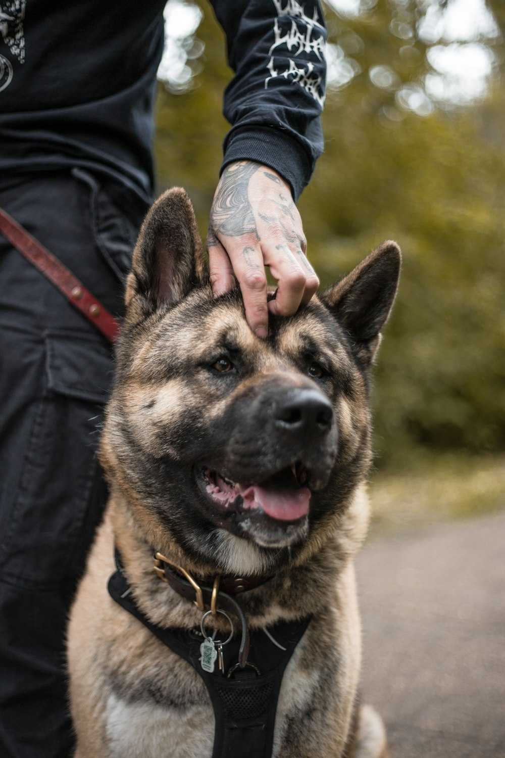 person touching dog's head