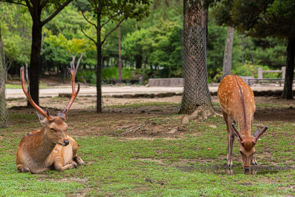 two brown deer's surrounded by trees