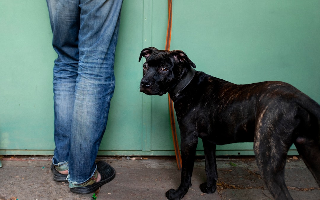 person standing beside dog