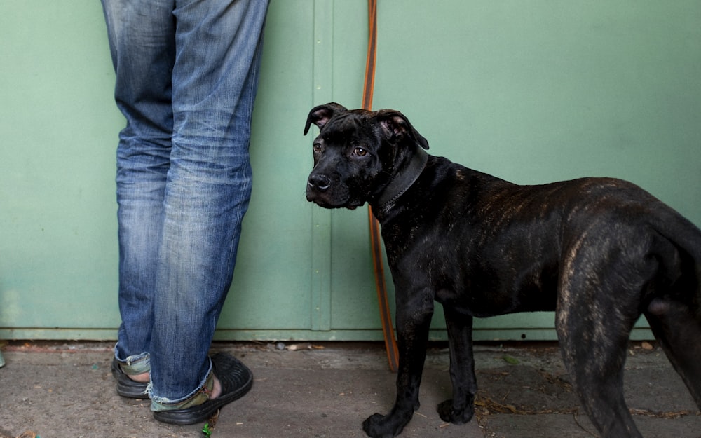 person standing beside dog