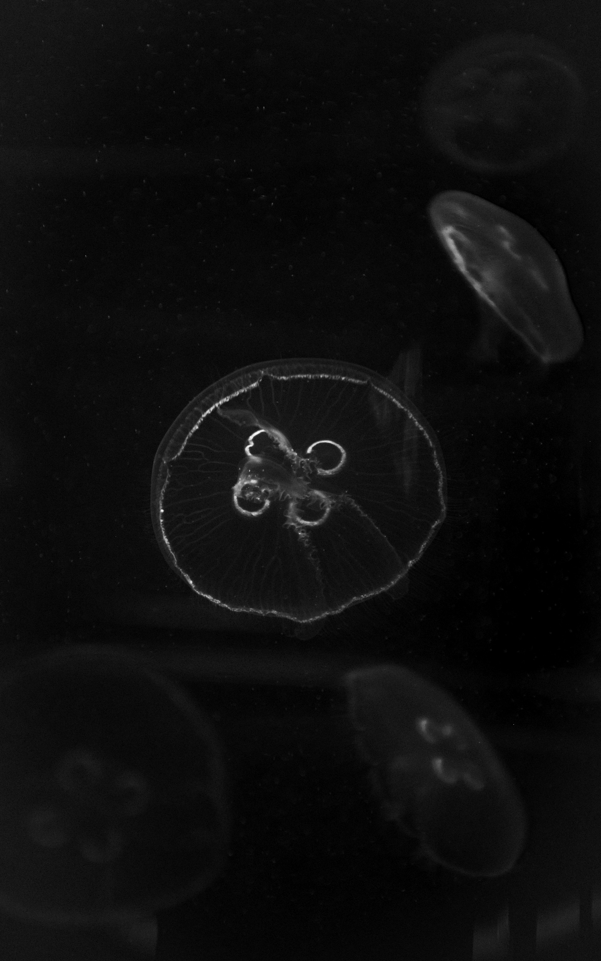 white jelly fishes