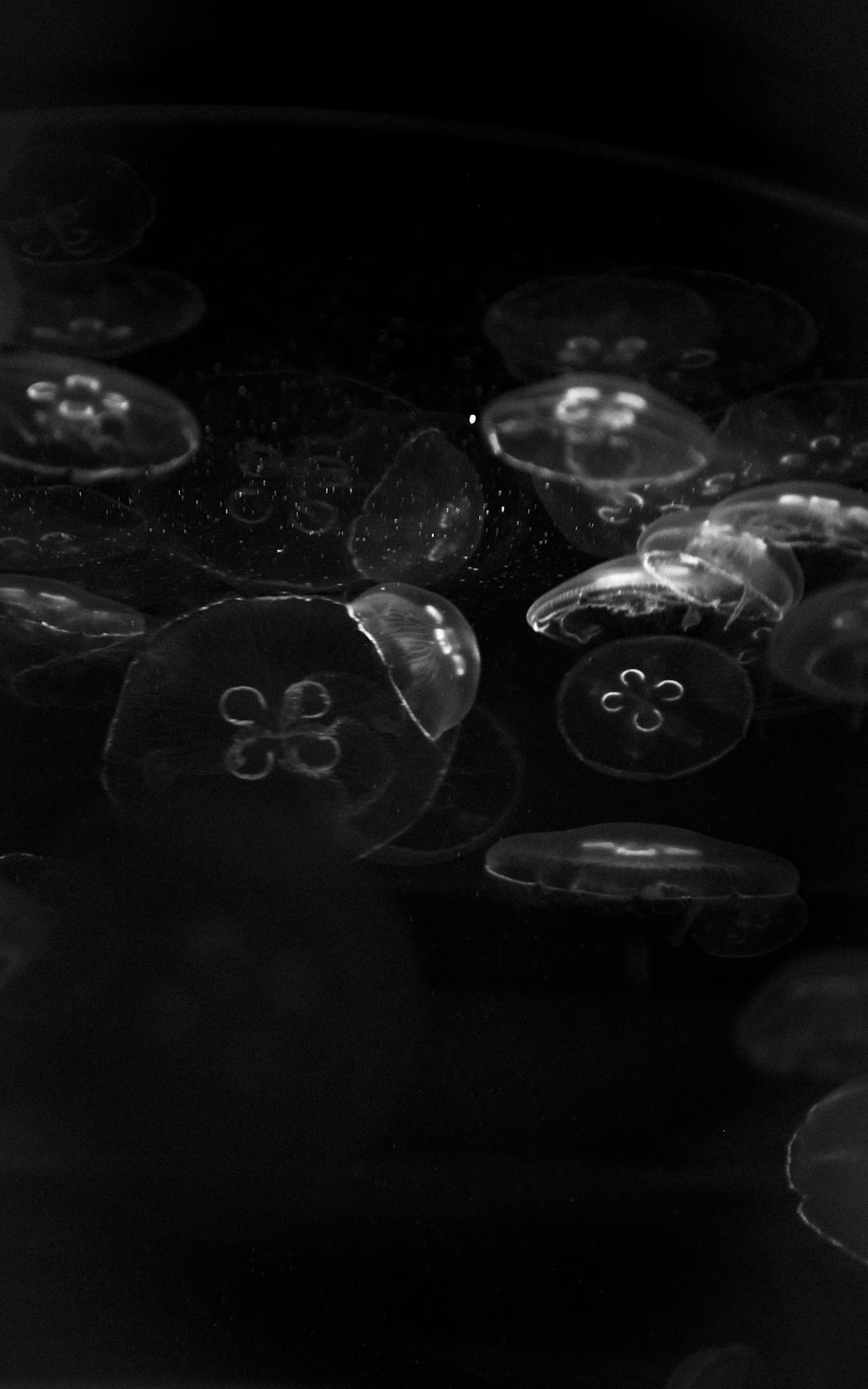 grayscale photography of jelly fish