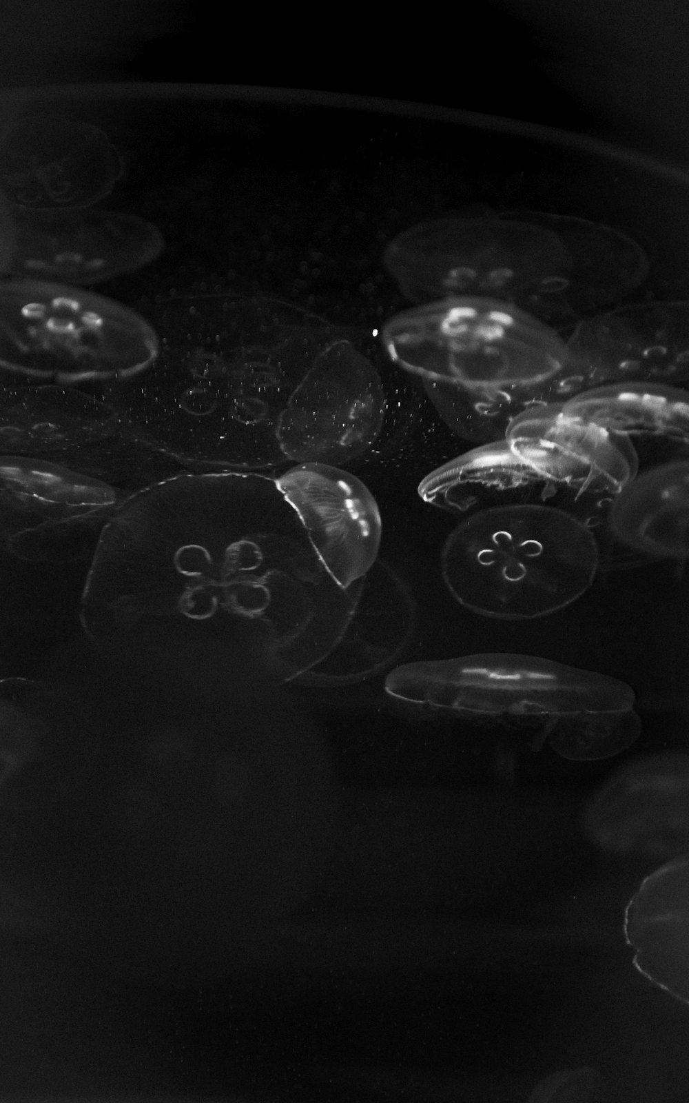 grayscale photography of jelly fish