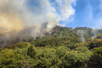 A forested hillside with dense green trees is partially engulfed in smoke, with visible flames indicating a wildfire. The sky is a clear blue, contrasting with the thick smoke rising from the fire.