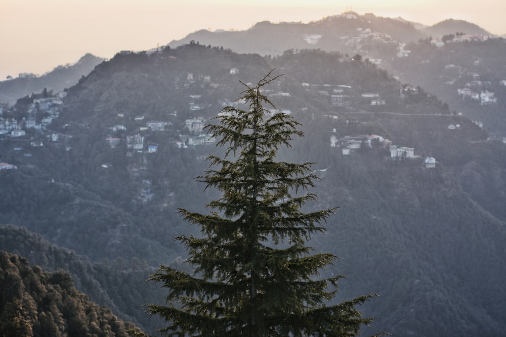 green pine tree facing hill with houses