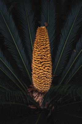 A large, textured, yellow pinecone-like structure is surrounded by long, dark green leaves that radiate outward, creating a natural symmetry.