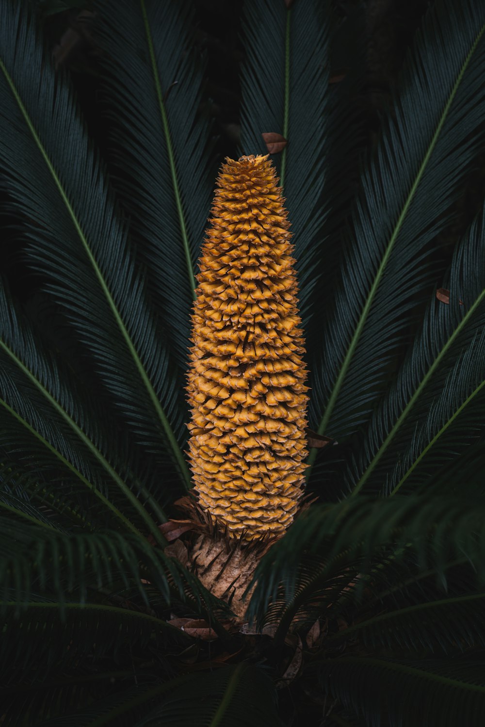 selective focus photography of yellow and green palm plant