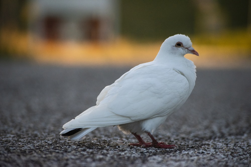 white dove