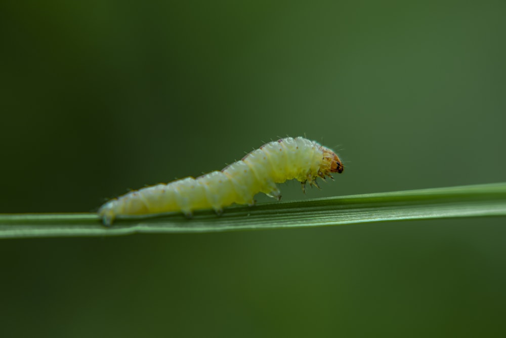 green caterpillar on green leaf