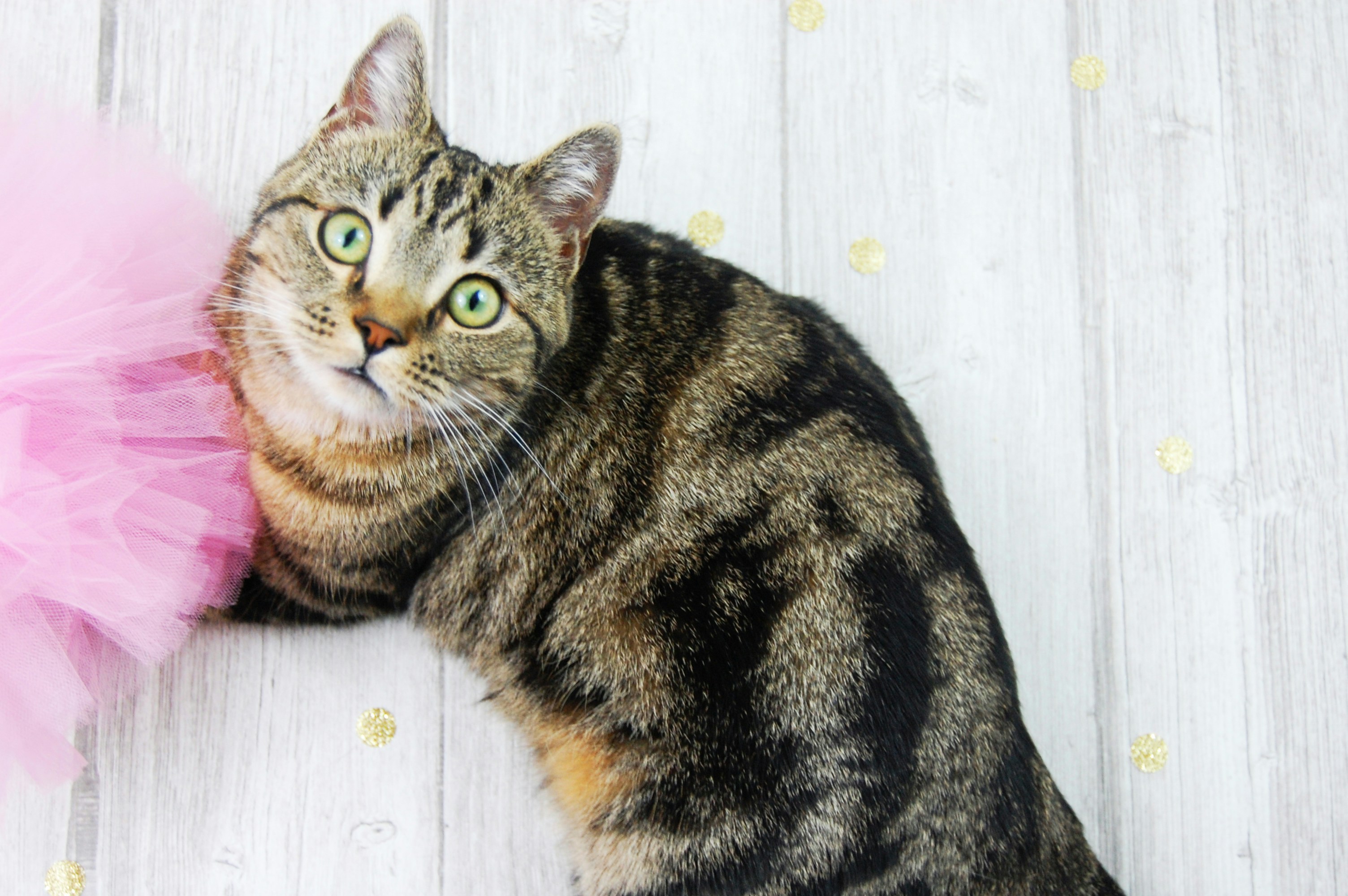 Cat in a wood background with beautiful green eyes