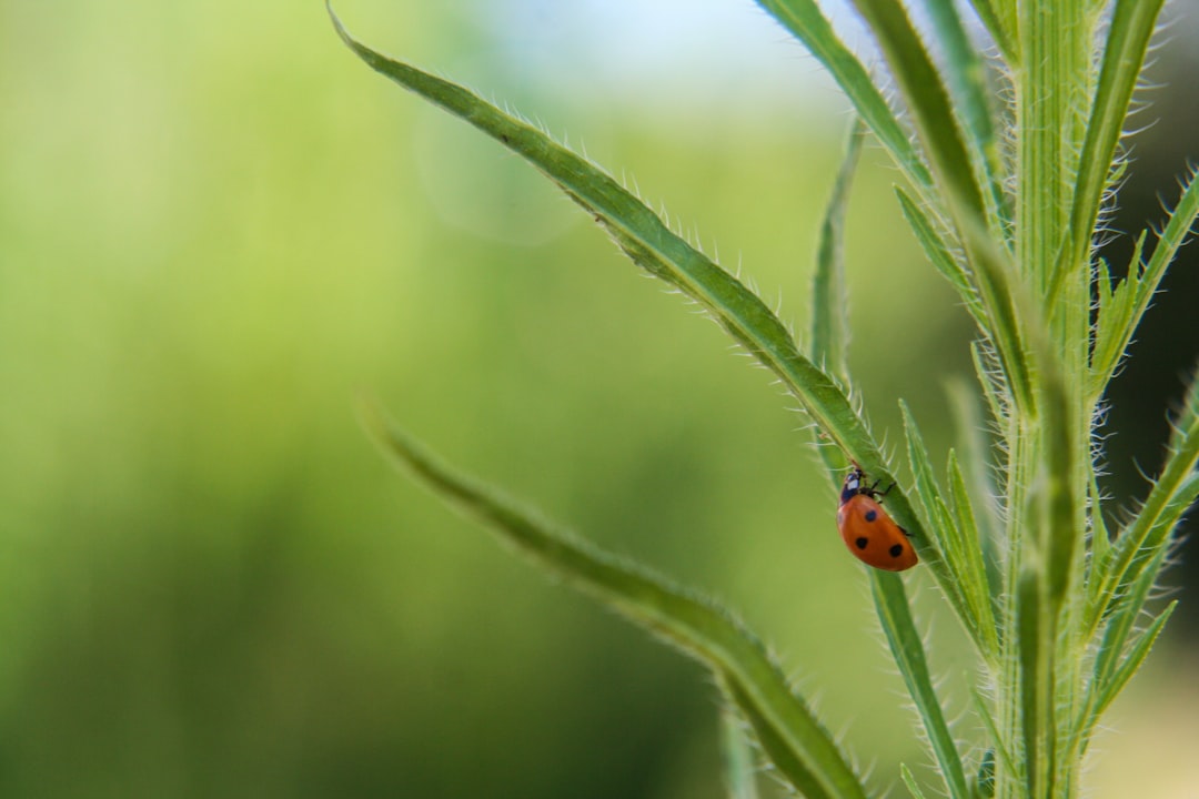 ladybug on plant