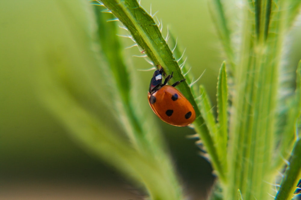 lady bug on green plant