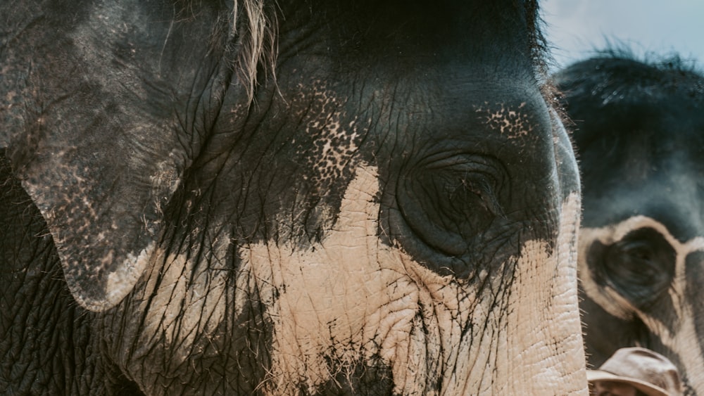 a close up of an elephant's face with other elephants in the background