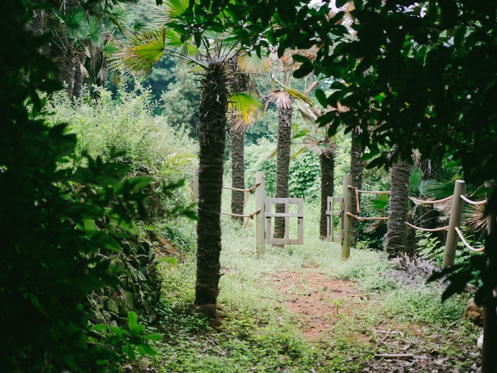 Lote de árvores de folhas verdes