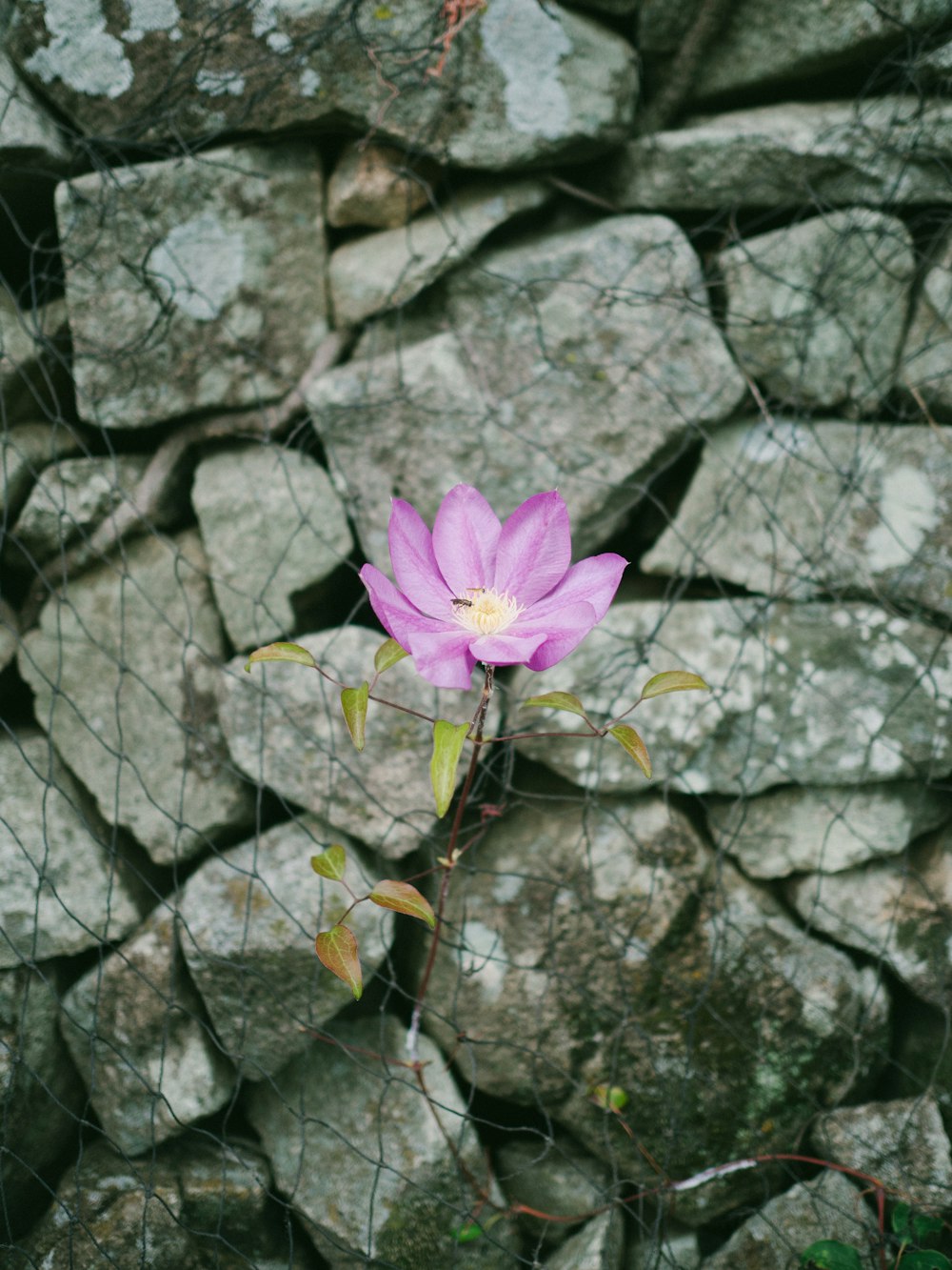 ピンクの花