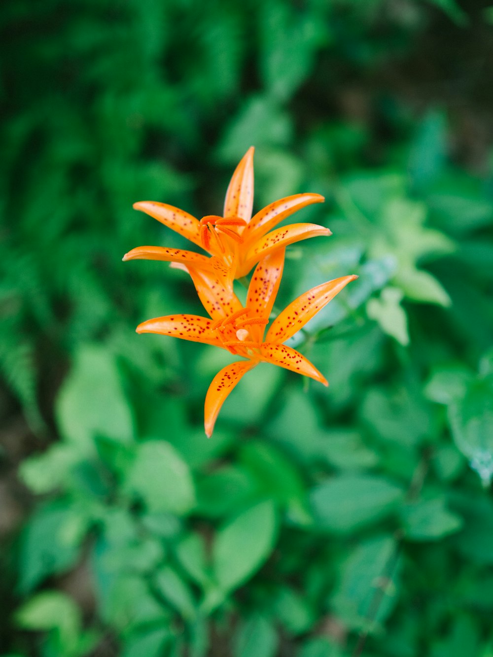 shallow focus photography of orange flower