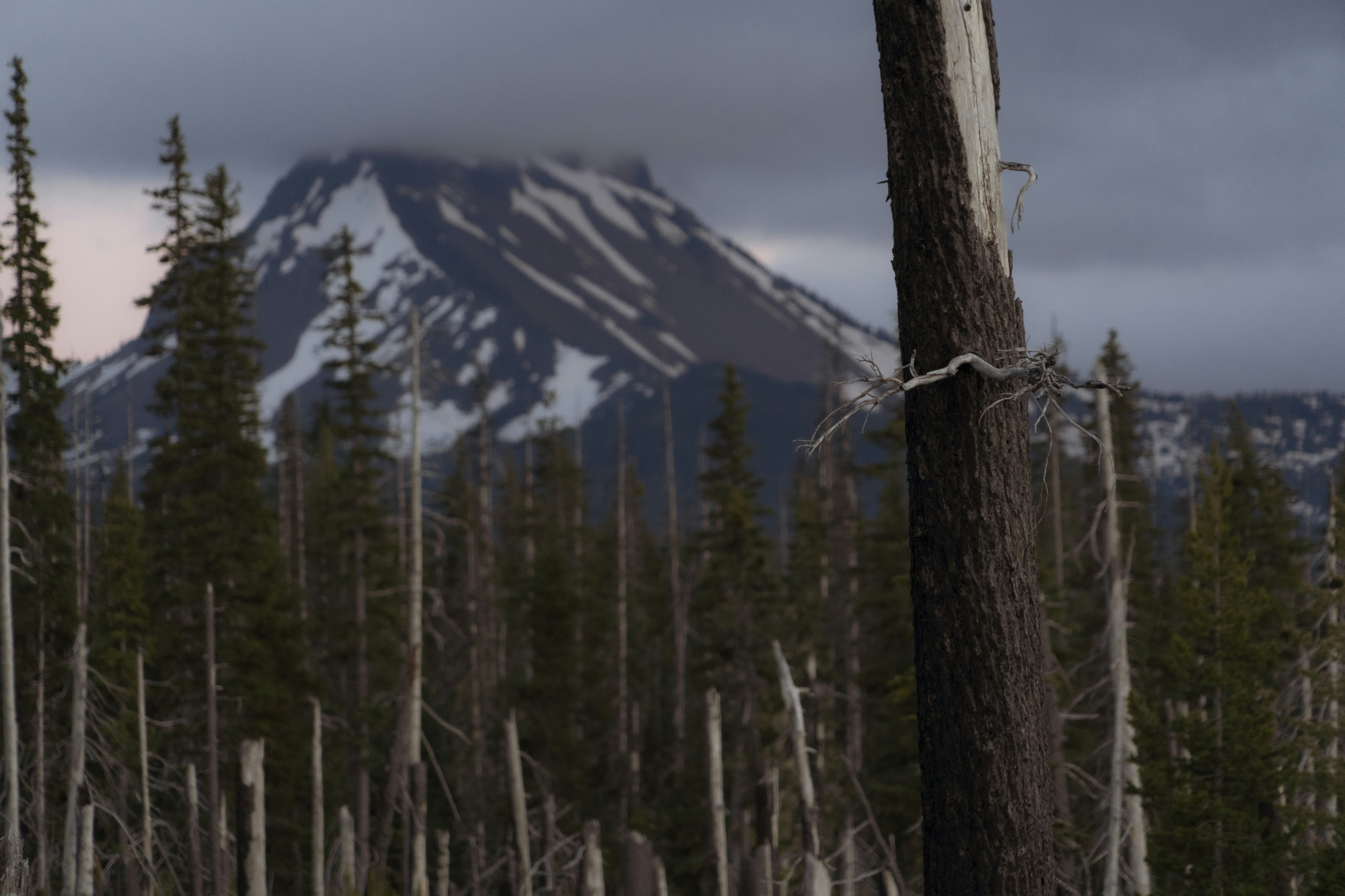 mountain covered with snow near tall trees