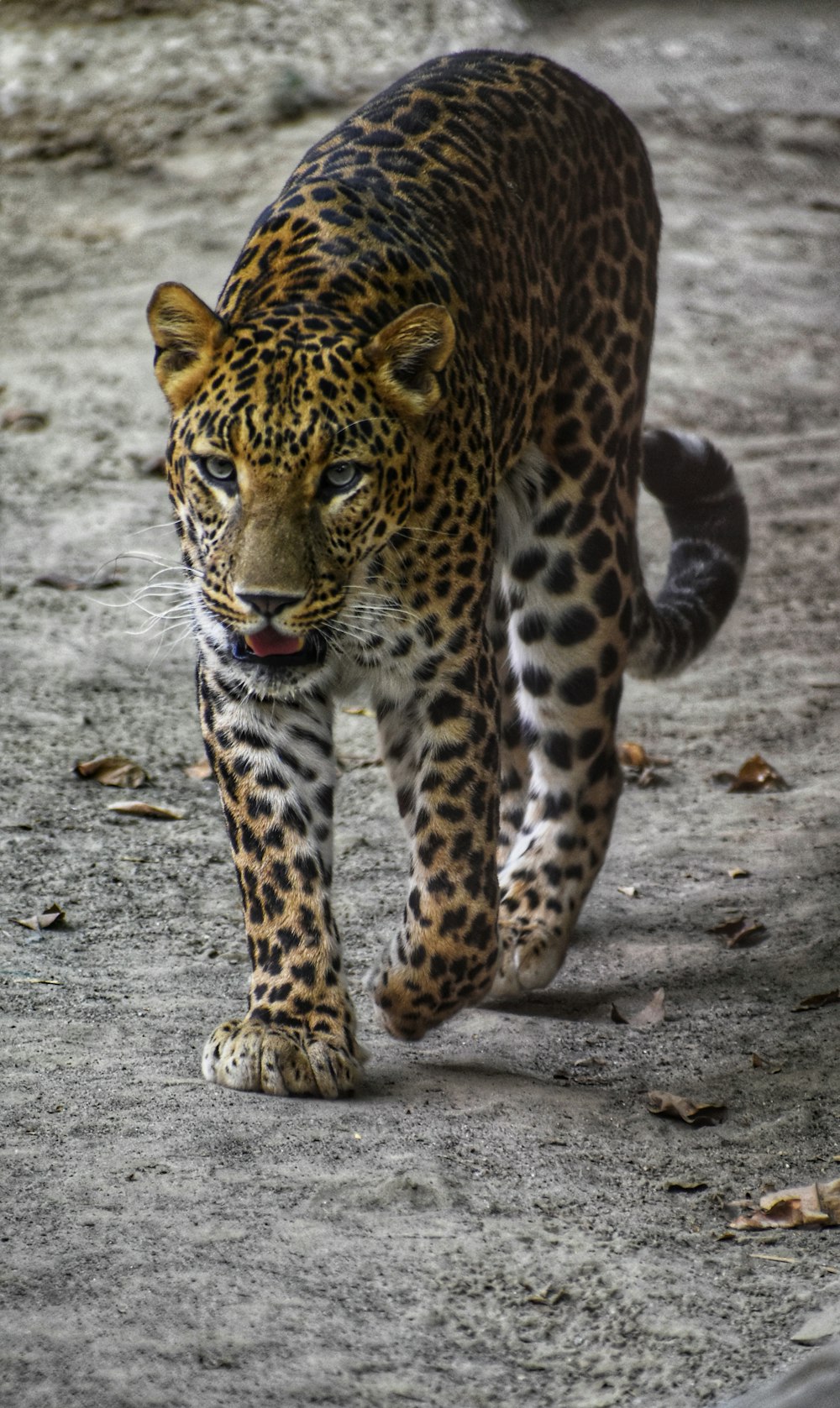 tiger walking on ground