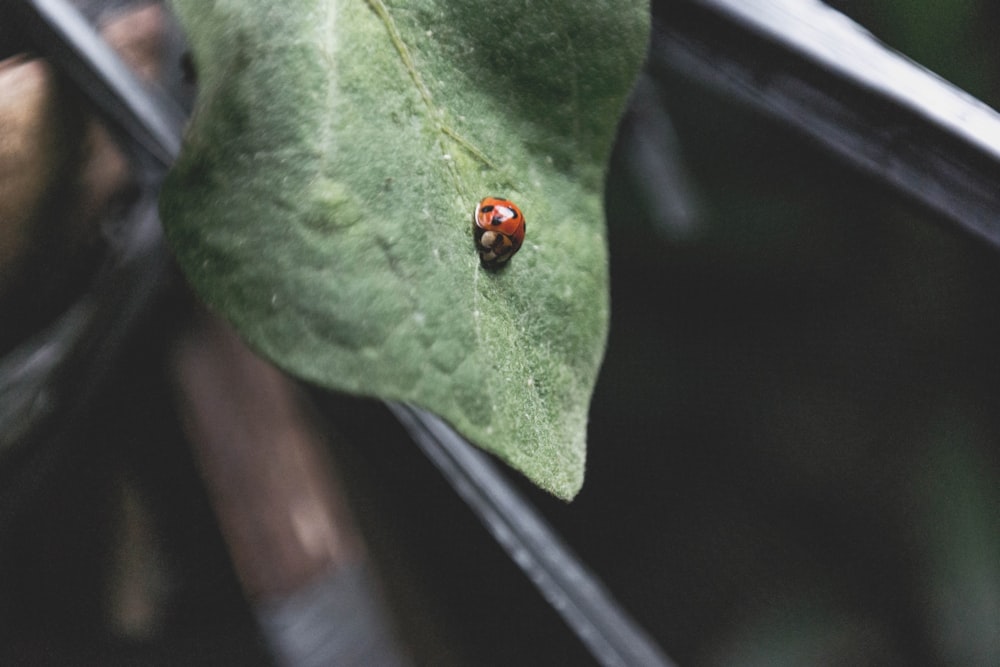 coccinelle rouge et noire