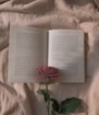 pink rose on open book