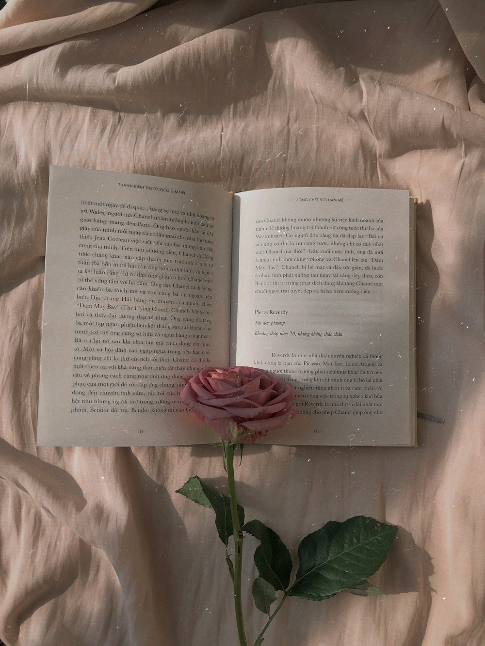 開いた本にピンクのバラ