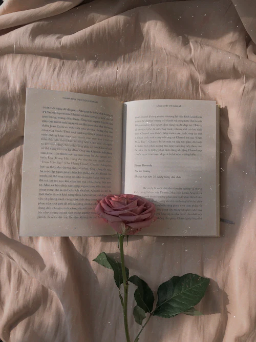 Rosa Rose auf aufgeschlagenem Buch