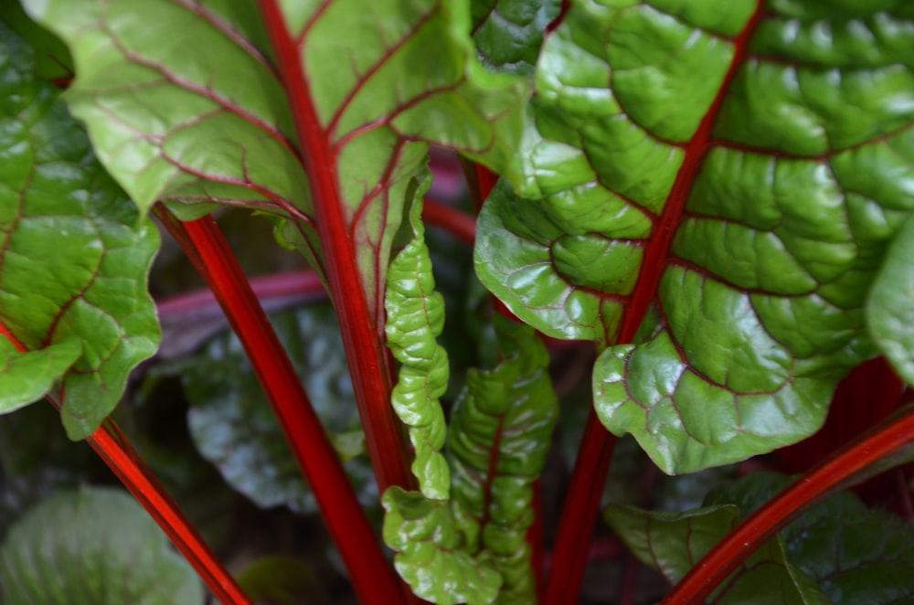 green leafy vegetable