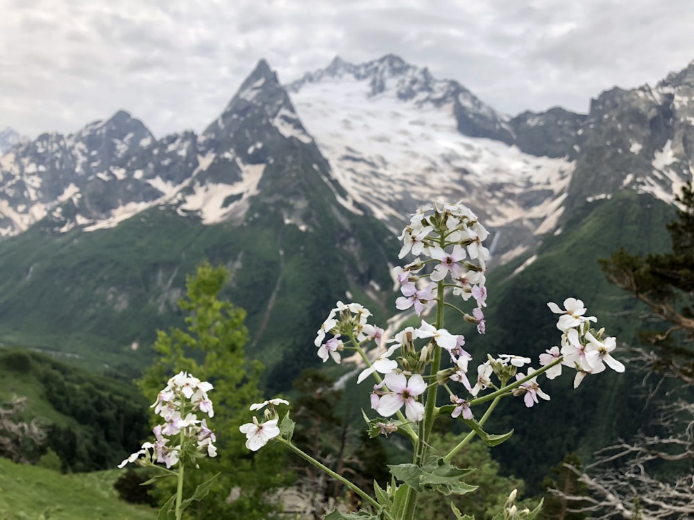 white and purple flowers blooming at mountain top