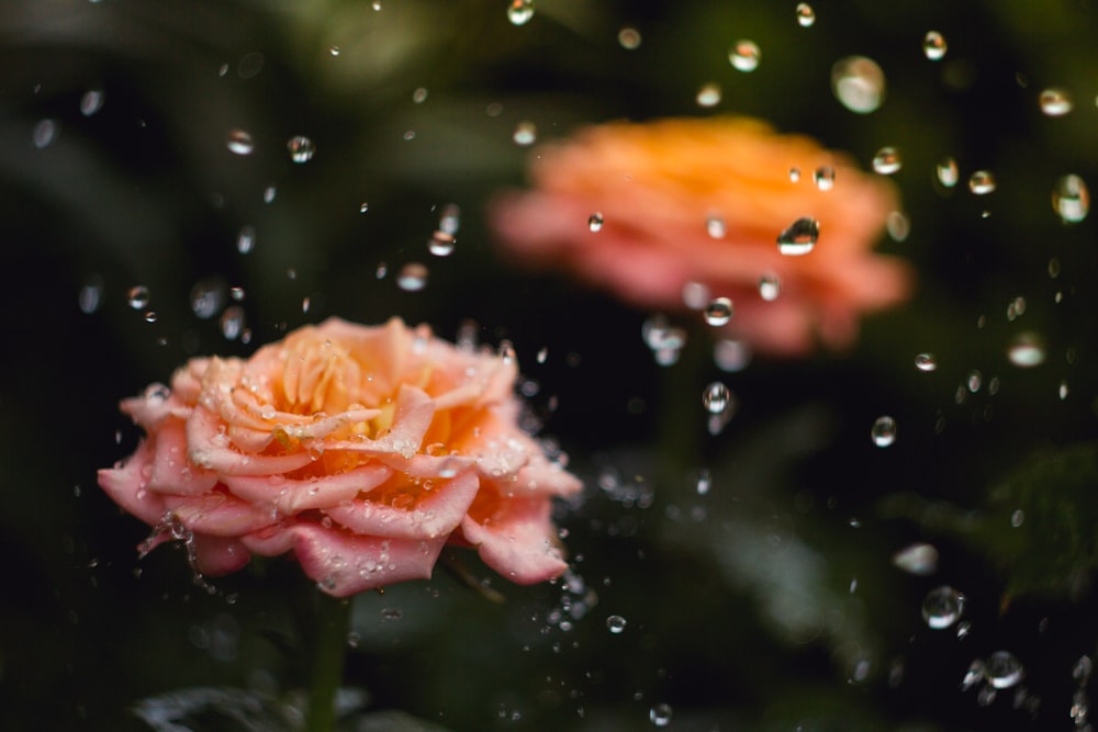 pink rose flower