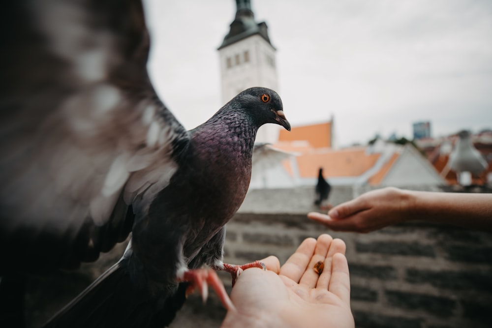 two people feeding pigeons close-up photo