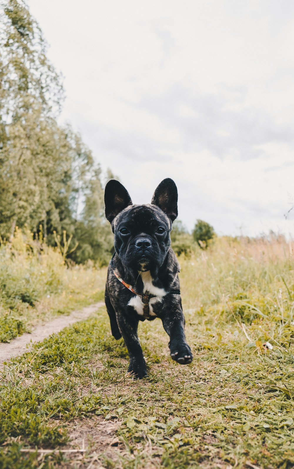 black and white short coat dog