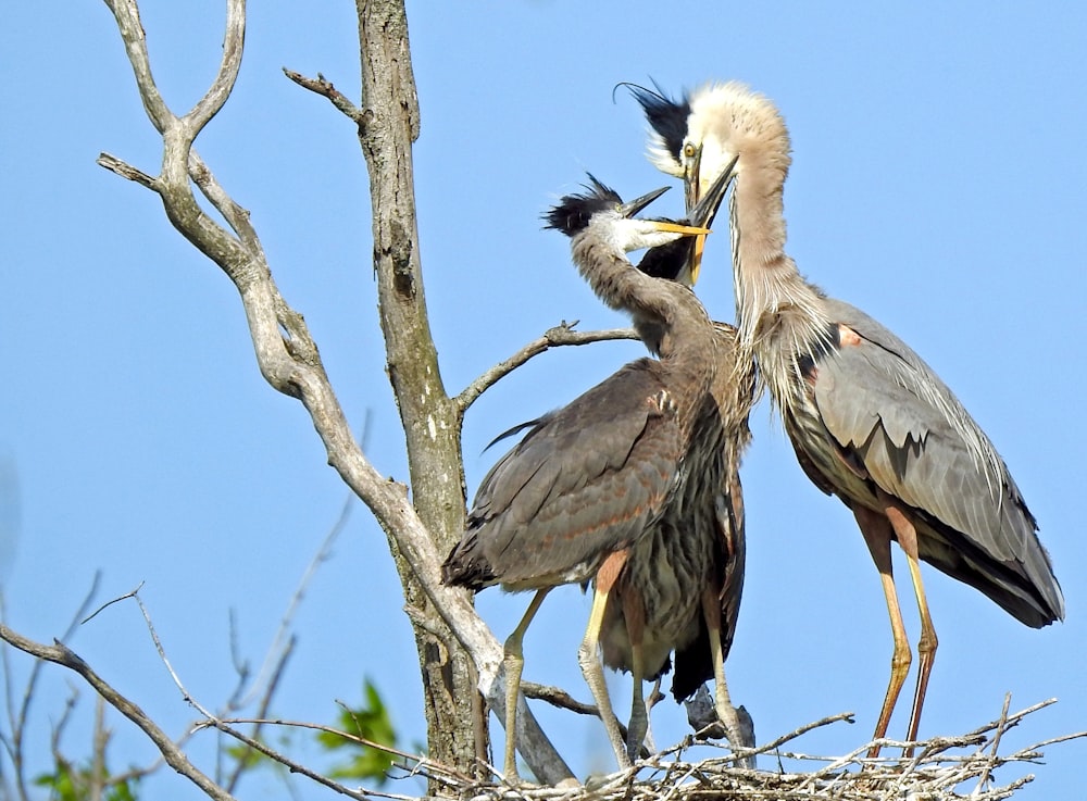 two birds on nest