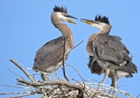 Two large birds with long necks and distinctive feathered crests are perched on a nest made of twigs against a clear blue sky.