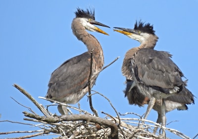 Two large birds with long necks and distinctive feathered crests are perched on a nest made of twigs against a clear blue sky.