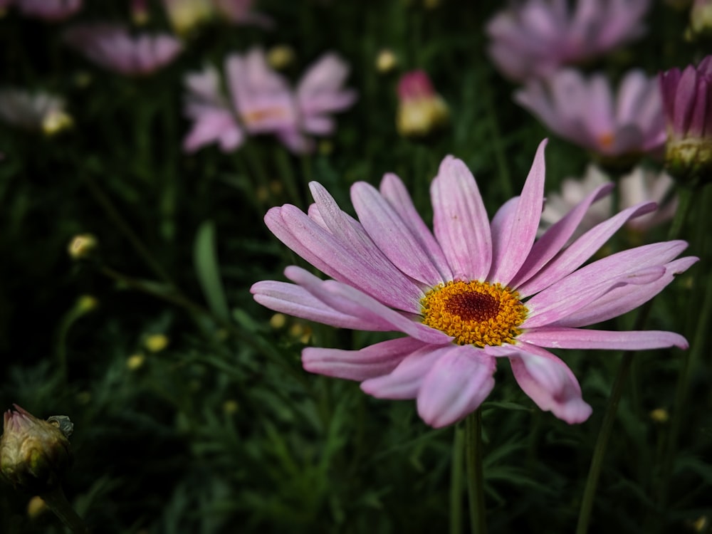 pink petaled flower blooming