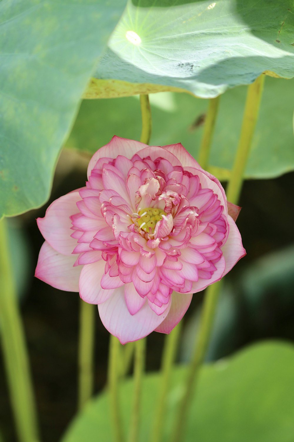 pink lotus flower blooming