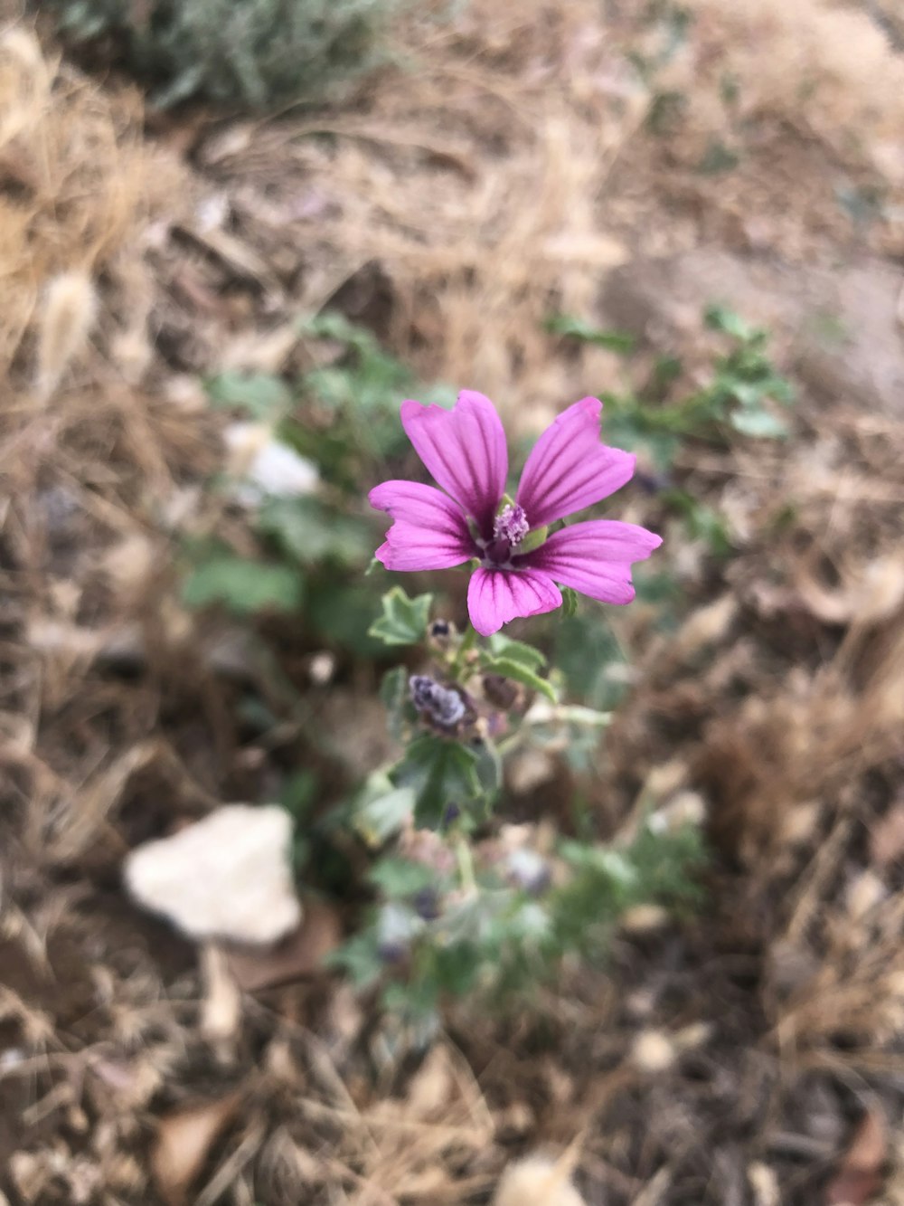 purple petaled flower