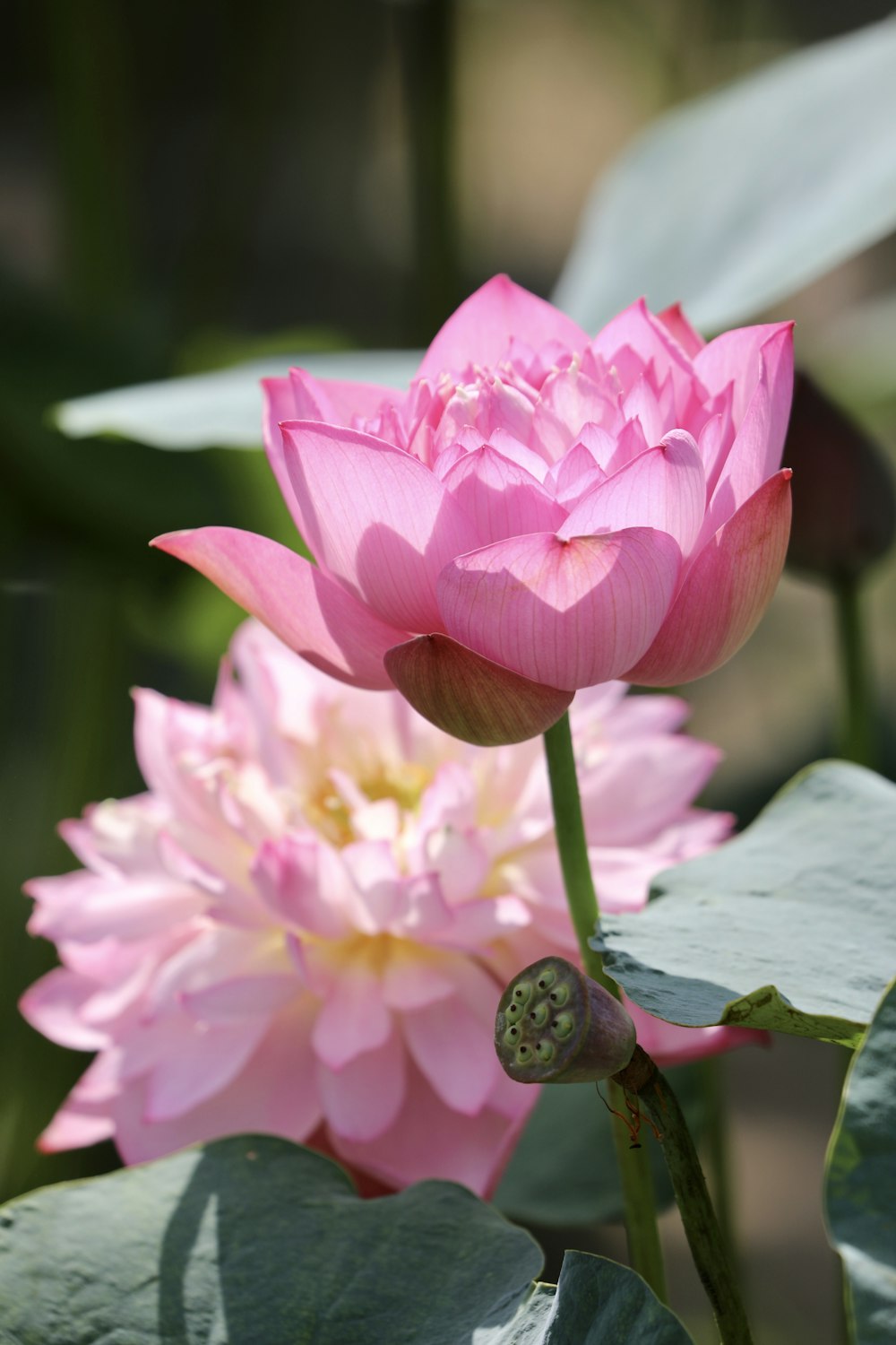 pink lotus flower