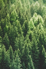 A vibrant green forest with sunlight filtering through the leaves, symbolizing hope and renewal.