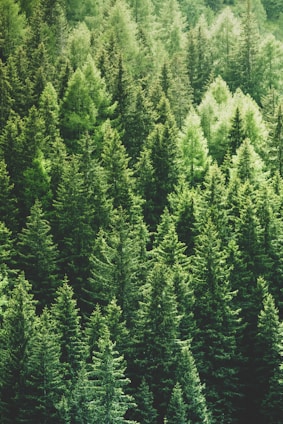 A vibrant green forest with sunlight filtering through the leaves, symbolizing hope and renewal.