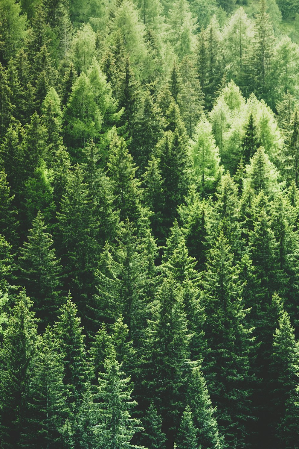 Green pine trees in forrest photo – Free Wallpapers Image on Unsplash