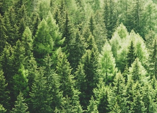 green pine trees in forrest