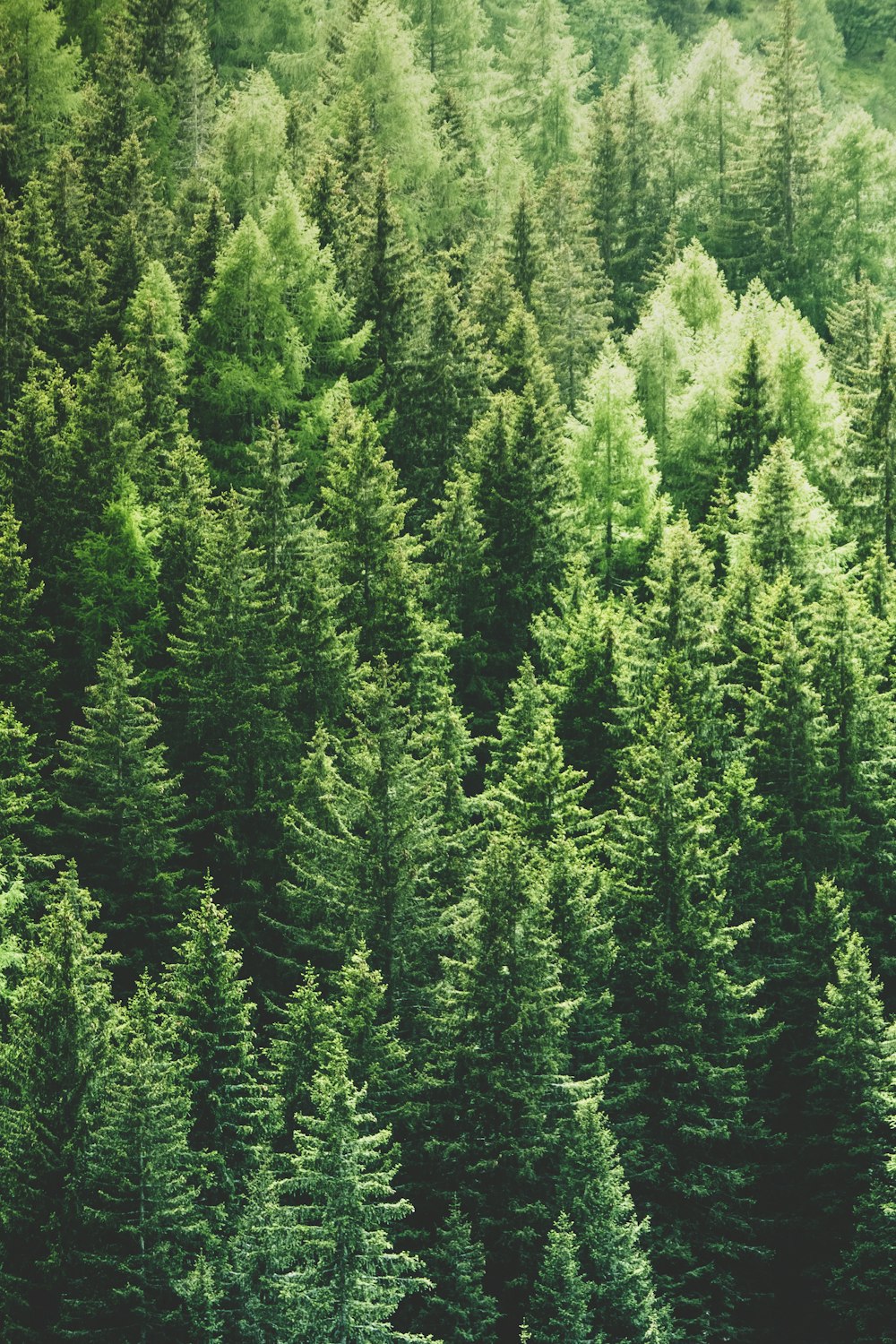 green pine trees in forrest