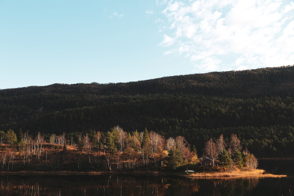 mountain covered with green leafed trees