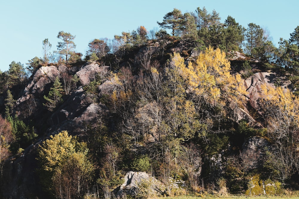 Árvores verdes na colina