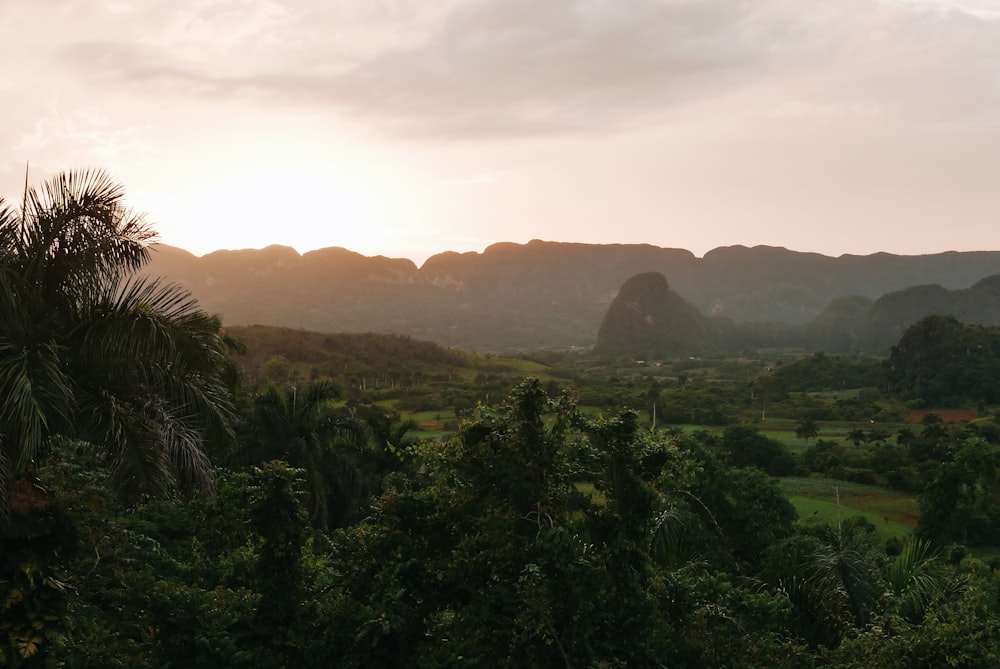 overlooking trees at sunrise